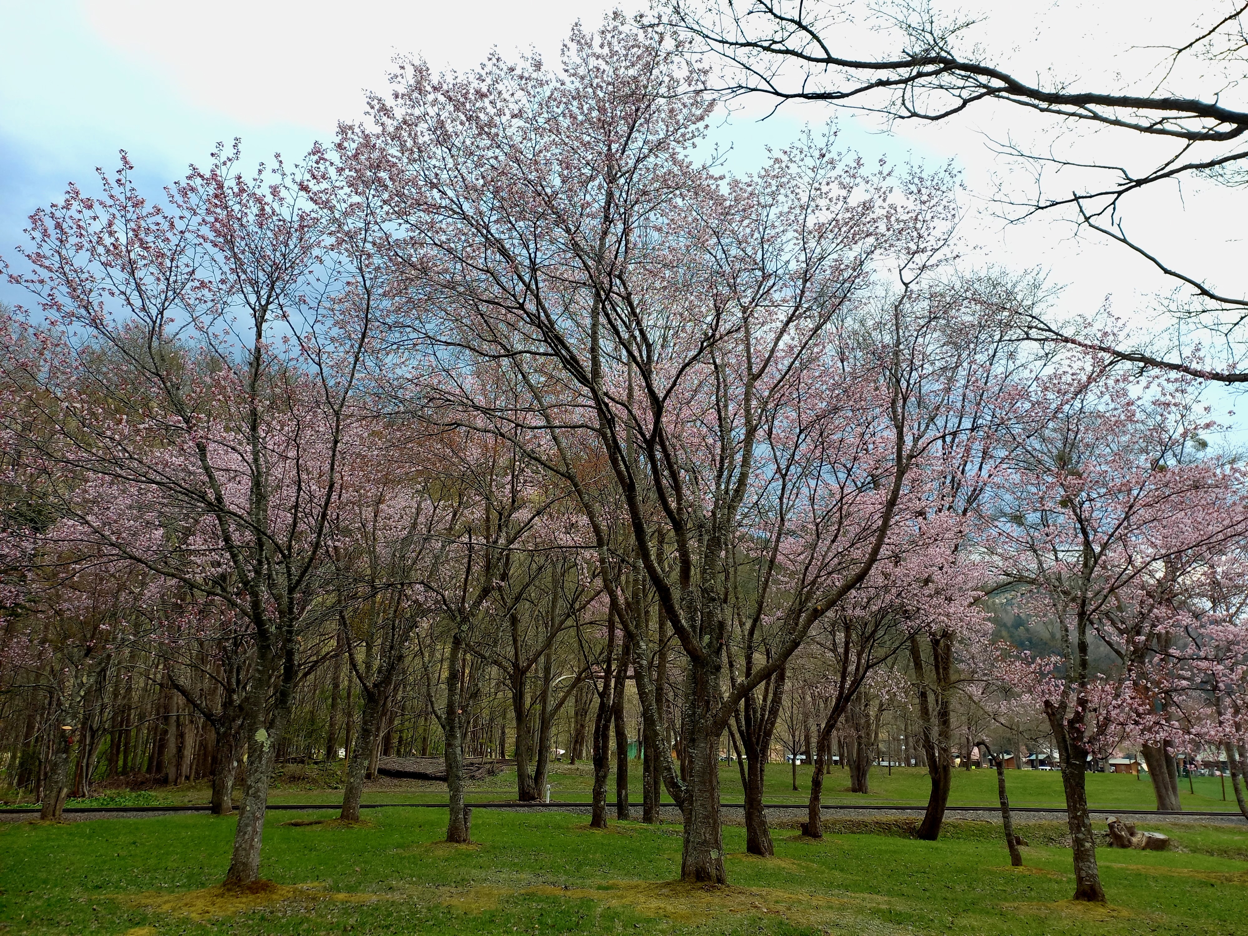 Cherry Blossoms
