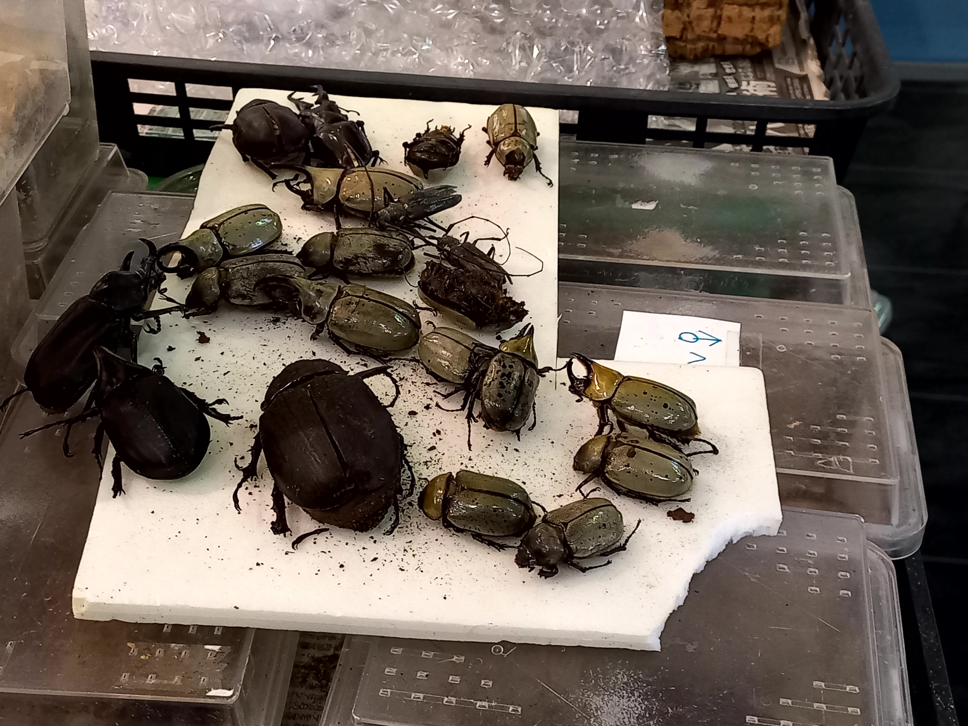 Insects